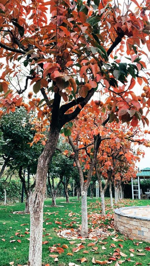 Park Ashik Hotel Ljaknasi Buitenkant foto